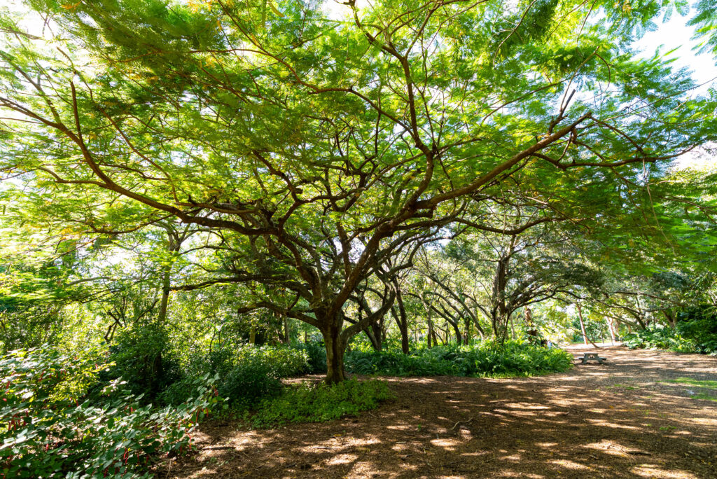 Wide canopy trees in the arboretum