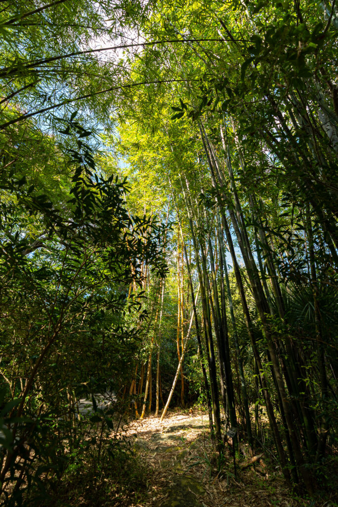 Bamboo grove in the arboretum