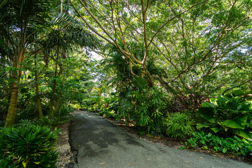 Shaded path through the arboretum