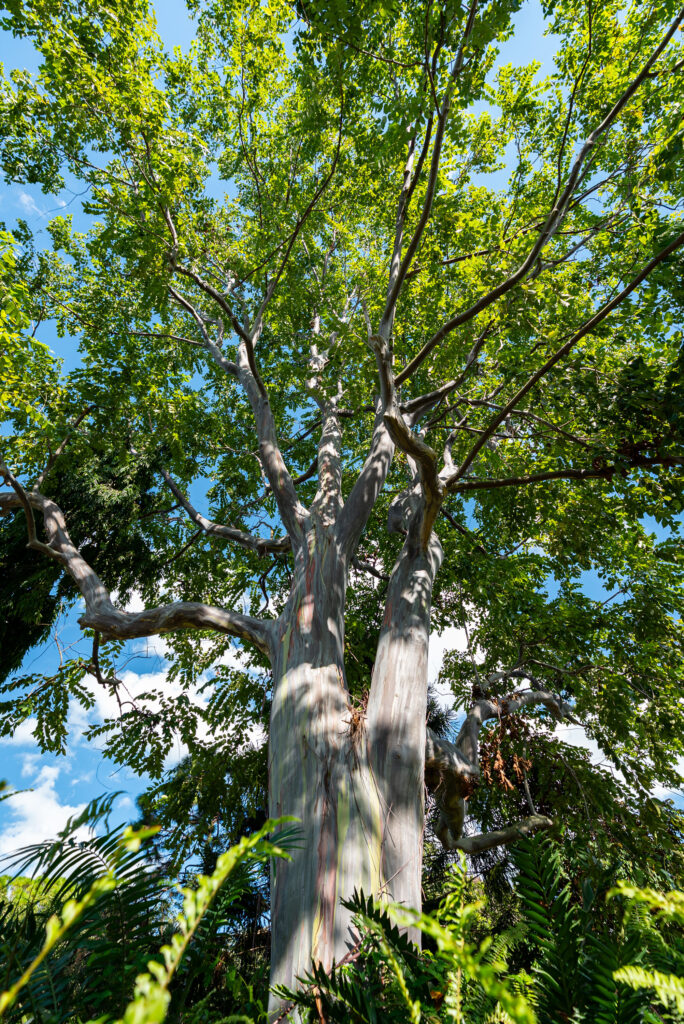 Towering eucalyptus tree in the Deerfield Beach Arboretum