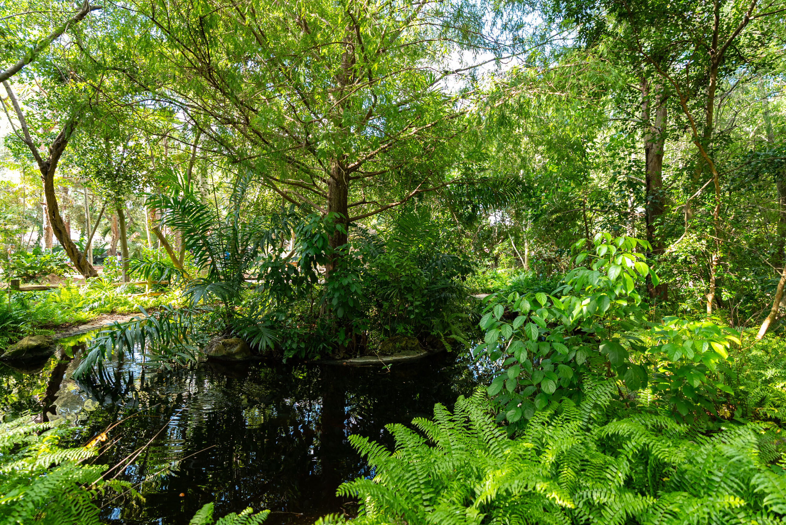 Lush tropical greenery in the Deerfield Beach Arboretum